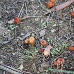 Laccaria sp. (Laccaria) at Mongarlowe, NSW - 14 Mar 2020 by kieranh