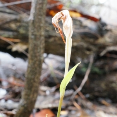 Diplodium ampliatum (Large Autumn Greenhood) at Hackett, ACT - 5 Apr 2014 by AaronClausen