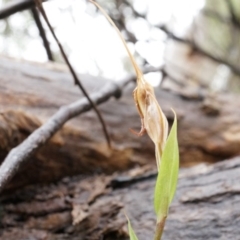 Diplodium ampliatum at Hackett, ACT - 5 Apr 2014