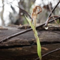 Diplodium ampliatum at Hackett, ACT - 5 Apr 2014