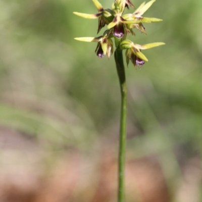 Corunastylis oligantha (Mongarlowe Midge Orchid) at Mongarlowe, NSW - 15 Mar 2020 by kieranh