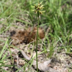 Corunastylis oligantha at Mongarlowe, NSW - suppressed