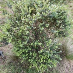 Eucalyptus crenulata (Victorian silver gum, Buxton gum) at Mongarlowe, NSW - 15 Mar 2020 by LisaH