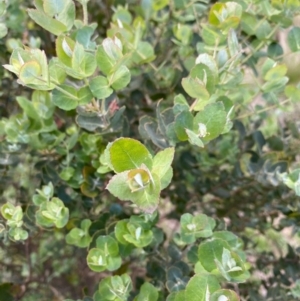 Eucalyptus crenulata at Mongarlowe, NSW - 15 Mar 2020