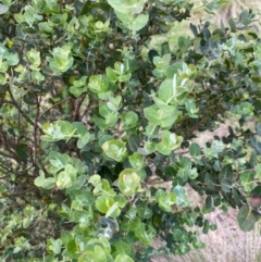 Eucalyptus crenulata at Mongarlowe, NSW - 15 Mar 2020