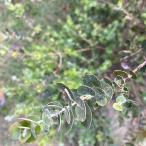 Eucalyptus crenulata at Mongarlowe, NSW - 15 Mar 2020