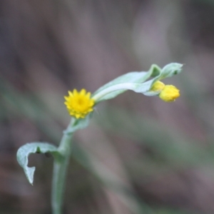 Chrysocephalum apiculatum at Mongarlowe, NSW - 15 Mar 2020