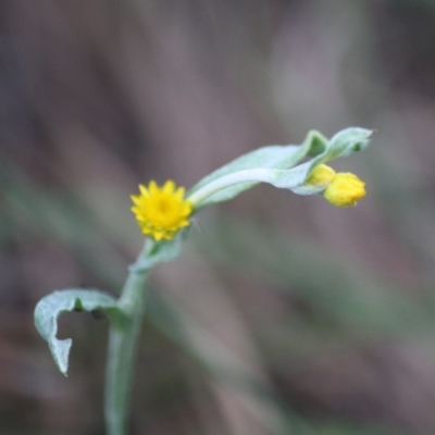 Chrysocephalum apiculatum (Common Everlasting) at Mongarlowe, NSW - 15 Mar 2020 by LisaH