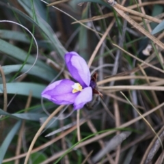 Patersonia sericea var. sericea (Silky Purple-flag) at Mongarlowe River - 15 Mar 2020 by LisaH