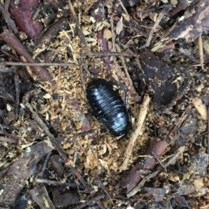 Panesthia australis at Lyneham, ACT - 15 Mar 2020