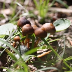 zz agaric (stem; gill colour unknown) at Mongarlowe, NSW - 15 Mar 2020 by LisaH