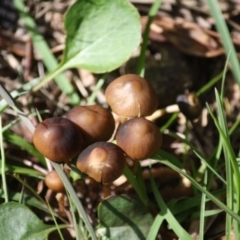 zz agaric (stem; gill colour unknown) at Mongarlowe, NSW - 15 Mar 2020