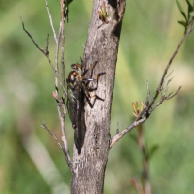 Ommatius coeraebus (a robber fly) at Charleys Forest, NSW - 15 Mar 2020 by LisaH