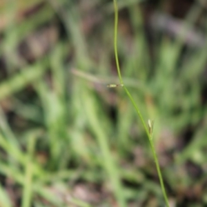 Wahlenbergia sp. at Mongarlowe, NSW - 14 Mar 2020 03:23 PM