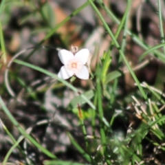 Boronia nana var. hyssopifolia at Mongarlowe, NSW - 14 Mar 2020 by LisaH