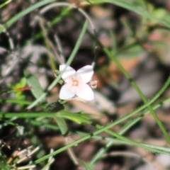 Boronia nana var. hyssopifolia at Mongarlowe, NSW - suppressed