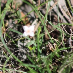 Boronia nana var. hyssopifolia at Mongarlowe, NSW - 14 Mar 2020