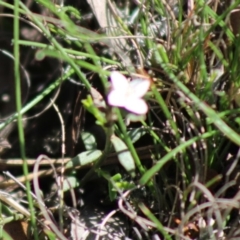 Boronia nana var. hyssopifolia at Mongarlowe, NSW - suppressed