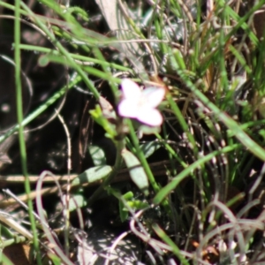 Boronia nana var. hyssopifolia at Mongarlowe, NSW - suppressed