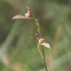 Eriochilus cucullatus at Mongarlowe, NSW - 14 Mar 2020