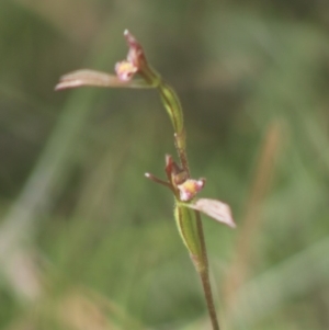 Eriochilus cucullatus at Mongarlowe, NSW - 14 Mar 2020