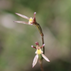 Eriochilus cucullatus at Mongarlowe, NSW - 14 Mar 2020