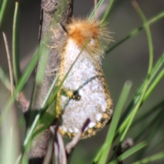 Epicoma melanosticta (Common Epicoma) at Mongarlowe, NSW - 14 Mar 2020 by LisaH