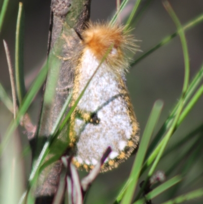 Epicoma melanosticta (Common Epicoma) at Mongarlowe, NSW - 14 Mar 2020 by LisaH