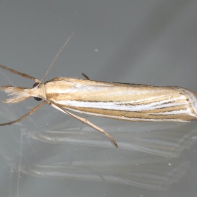 Hednota species near grammellus (Pyralid or snout moth) at Ainslie, ACT - 11 Mar 2020 by jb2602