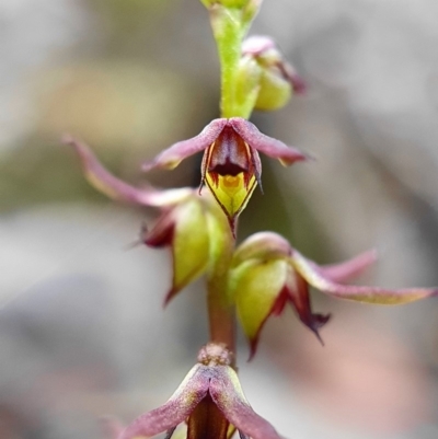 Corunastylis clivicola (Rufous midge orchid) at Acton, ACT - 15 Mar 2020 by shoko