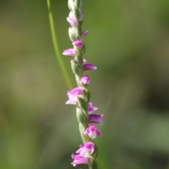 Spiranthes australis (Austral Ladies Tresses) at Mongarlowe, NSW - 14 Mar 2020 by LisaH