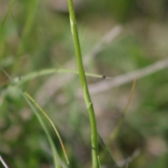 Spiranthes australis at Mongarlowe, NSW - 14 Mar 2020