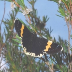 Eutrichopidia latinus (Yellow-banded Day-moth) at Coree, ACT - 7 Mar 2020 by Harrisi