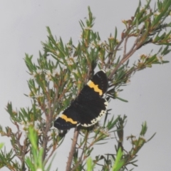 Eutrichopidia latinus at Coree, ACT - 7 Mar 2020 12:19 PM