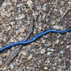 Caenoplana coerulea (Blue Planarian, Blue Garden Flatworm) at Kosciuszko National Park, NSW - 11 Mar 2020 by Harrisi