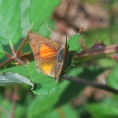 Paralucia aurifera (Bright Copper) at Stromlo, ACT - 7 Mar 2020 by Harrisi