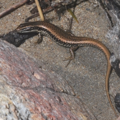 Eulamprus heatwolei (Yellow-bellied Water Skink) at Woodstock Nature Reserve - 7 Mar 2020 by Harrisi
