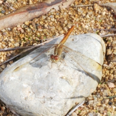 Diplacodes haematodes (Scarlet Percher) at Woodstock Nature Reserve - 9 Mar 2020 by Harrisi