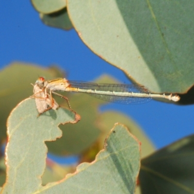 Xanthagrion erythroneurum (Red & Blue Damsel) at Stromlo, ACT - 9 Mar 2020 by Harrisi