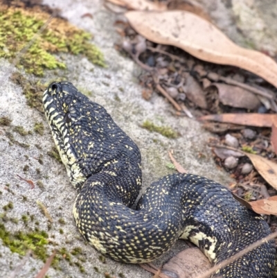 Morelia spilota spilota (Diamond Python) at Morton National Park - 15 Mar 2020 by Aussiegall