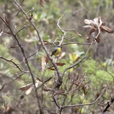 Eopsaltria australis (Eastern Yellow Robin) at Bundanoon - 15 Mar 2020 by Aussiegall