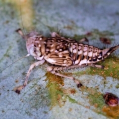 Brunotartessus fulvus (Yellow-headed Leafhopper) at Bruce, ACT - 13 Feb 2016 by Bron