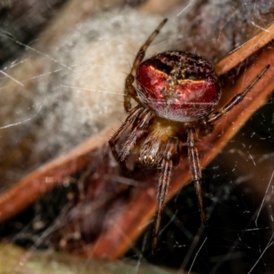 Araneus albotriangulus (White-triangle orb weaver) at Bruce, ACT - 13 Feb 2016 by Bron