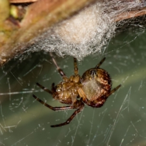 Araneus albotriangulus at Bruce, ACT - 13 Feb 2016 12:46 PM