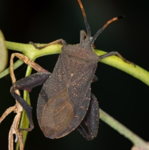 Amorbus sp. (genus) at Bruce, ACT - 13 Feb 2016