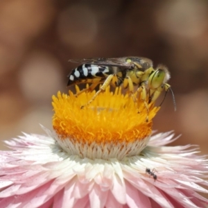 Bembix sp. (genus) at Acton, ACT - 15 Mar 2020