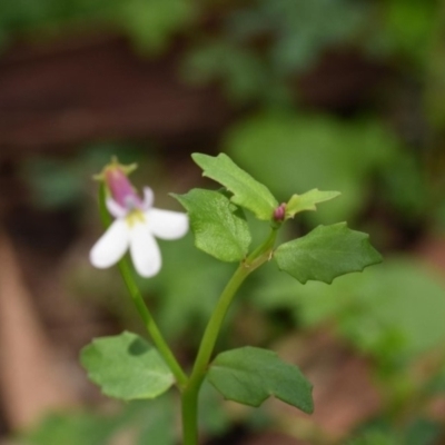 Lobelia purpurascens (White Root) at Bowral - 15 Mar 2020 by pdmantis