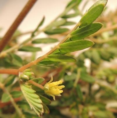 Tribulus terrestris (Caltrop, Cat-head) at Tharwa, ACT - 14 Mar 2020 by michaelb