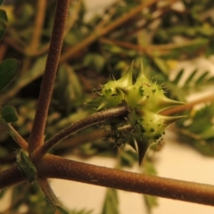 Tribulus terrestris at Tharwa, ACT - 14 Mar 2020 09:47 PM