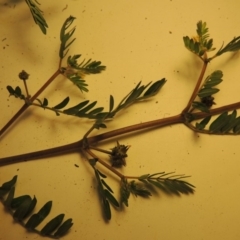 Tribulus terrestris at Tharwa, ACT - 14 Mar 2020 09:47 PM